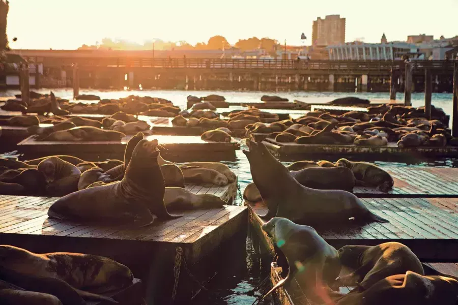 Les lions de mer se reposent sur le quai K du PIER 39 au Sunset