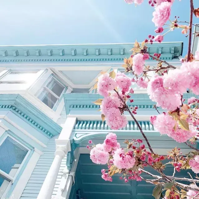 Fleurs de cerisier devant un bâtiment victorien